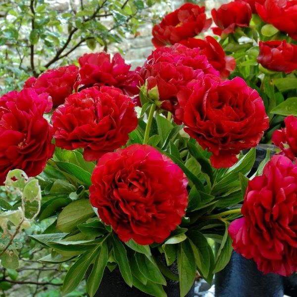 Polnjena rdeča potonika, rože za v vazo.