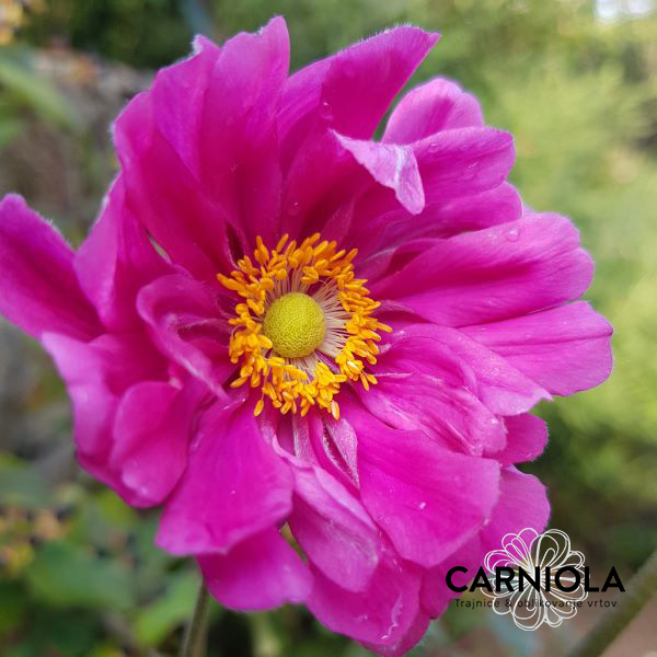 jesenska anemona, jeseni cvetoča trajnica roza barve, za barvite vrtne grede