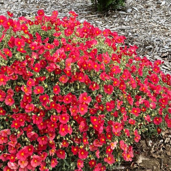 Rastlina je primerna za sončna in suha rastišča, kot so skalnjaki, suhe zidove, peščene vrtove, grobove... Odporna je na mraz, sušo, srnjad in zajce. Po cvetenju je priporočljivo porezati rastlino, da ohrani kompaktno obliko. Helianthemum ‘Beech Park Red’ se lepo ujema z drugimi rastlinami, kot so sivka, timijan, vrtnica, nižji jetičniki ... Zraste 15 - 20 cm.