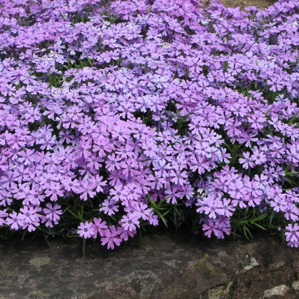 IGLASTA PLAMENKA 'Purple Beauty' je pokrovna zimzelena trajnica, ki se spomladi povsem prekrije z vijoličnimi cvetovi. Je nižje rastoča trajnica, ki zraste do 15 cm visoko in 50 cm široko. Ustreza ji sončna ali polsenčna lega in suho do vlažno ter odcedno rastišče. Je odporna na mraz in sušo, primerna za saditev v skalnjake, robove gred in korita.