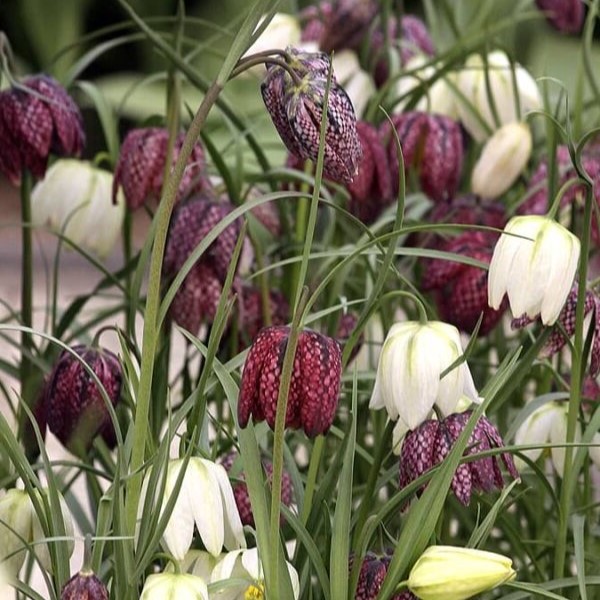 močvirski tulipan, logarica, trajnica za vlažna tla