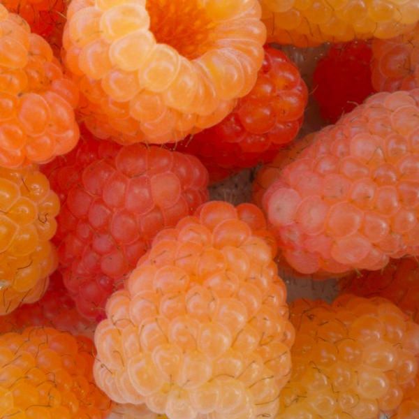 oranžna oziroma marelična malina, sladko jagodičje z vrta