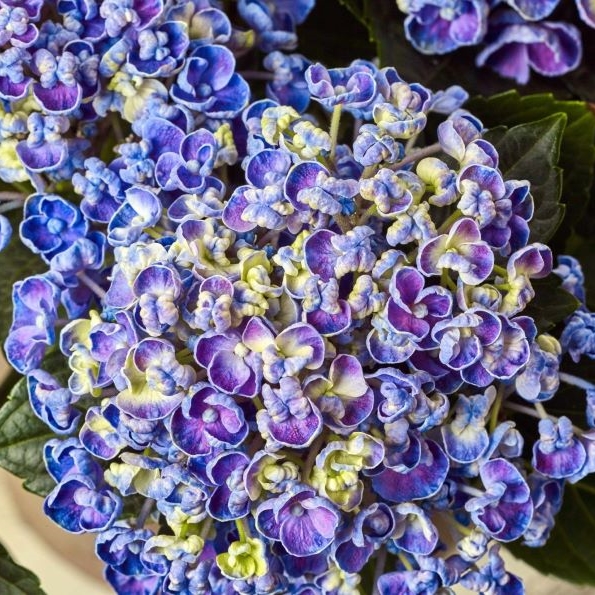 modra hortenzija