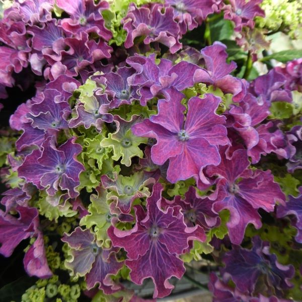 vijolična hortenzija