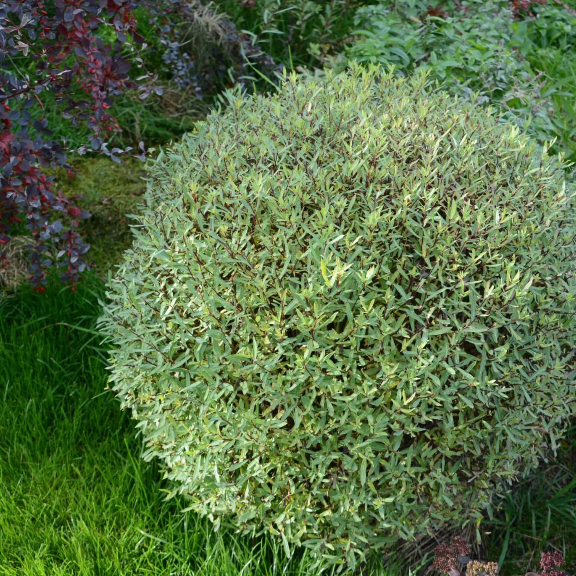 Salix purpurea - rdeča vrba