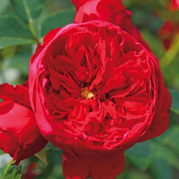 rdeča plezava vrtnica