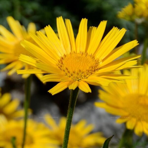 Primožek, rumena trajnica, ki cveti poleti, alpska rastlina.