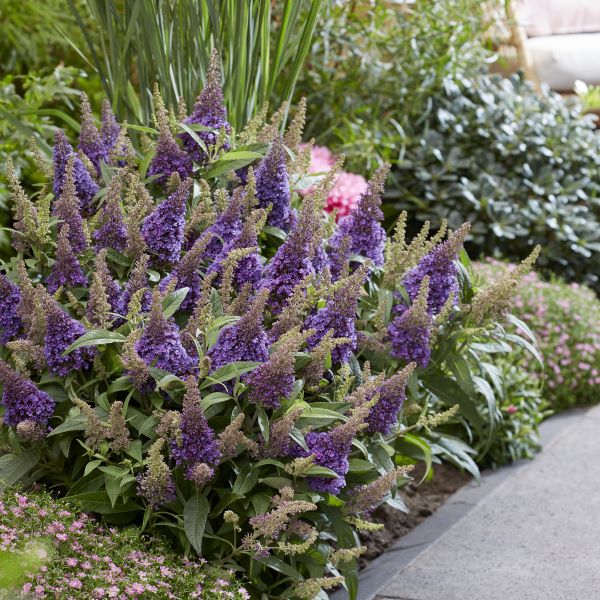 kompaktna nizka cvetoča grmovnica vijolične barve