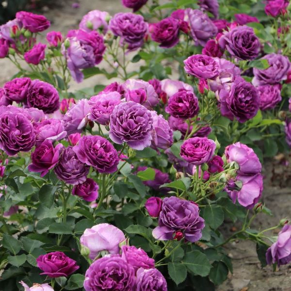 vijolična vrtnica, cvetoča gmrovnica