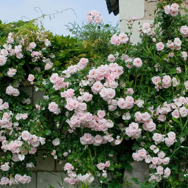 vrtnica plezalka, popenjava vrtnica z rožnatimi cvetovi, odporna in nezahtevna sorta