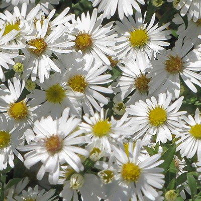 korejska astra, kalimeris, dolgocvetoča trajnica z belimi cvetovi