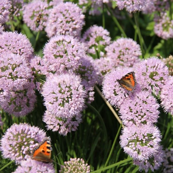 okrasni luk, trpežna gručasto rastoča trajnica, ki cveti poleti in privablja metulje, čebele ...