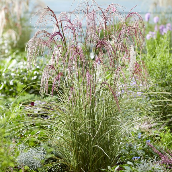 MISKANT ‘Silver Cloud’ je sorta okrasne trave, ki ima ozke, pisane liste, ki dajejo srebrn učinek. Cveti od julija do prve zmrzali z mehkimi, rdeče-rjavimi socvetji.