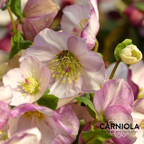 Pastelno rožnati veliki cvetovi tega teloha poživijo polsenčne kotičke vrta.