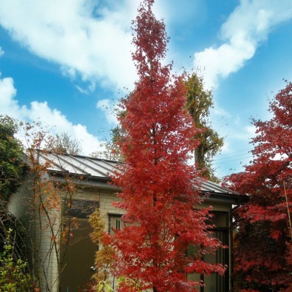japonski javor raste v zelo pokončni, stolpičasti obliki in doseže višino približno 6 metrov ter širino približno 1,2 - 2 metra. Listi se spomladi obarvajo v rumeno-zeleno barvo, v jeseni pa oranžno-rdečo barvo.