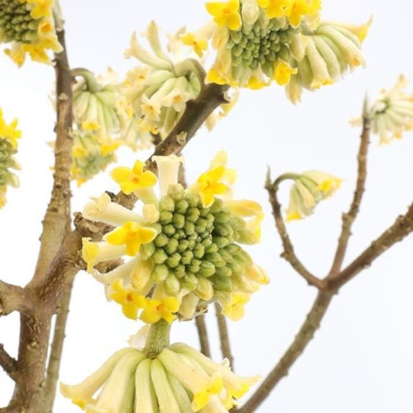 Edgeworthia chrysantha ‘Grandiflora’ - papirni grm, edžvortija je robusten listopadni grm z zaobljenimi socvetji, sestavljenimi iz številnih majhnih, rahlo dišečih rumenih cvetov, ki se odpirajo iz dlakavih brstov pozimi in zgodaj spomladi, preden se pojavijo ozko ovalni listi. Cvetovi so dišeči, zvezdasti in rumeni.