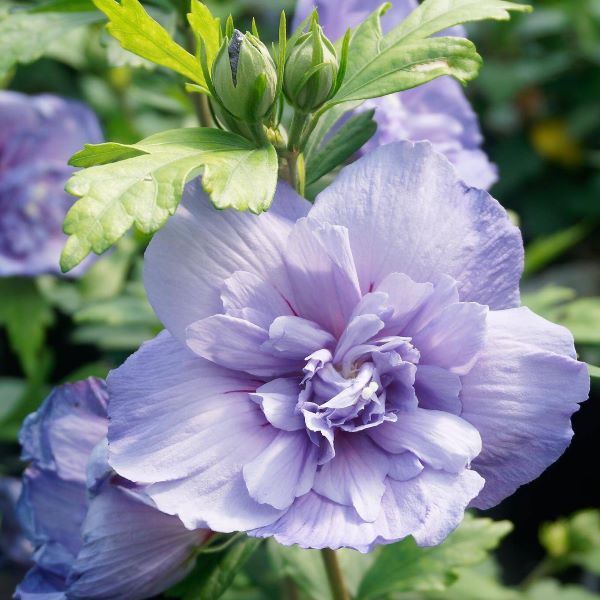 GRMASTI OSLEZ 'Blue Chiffon' je očarljiva grmovnica z dolgim obdobjem poletnega cvetenja, navdušuje s svetlejšimi modrovijoličnimi delno polnjenimi cvetovi, ki se razpirajo od julija do septembra. Lahko ga poljubno režemo, brez rezi pa doseže višino 150-250 cm.
