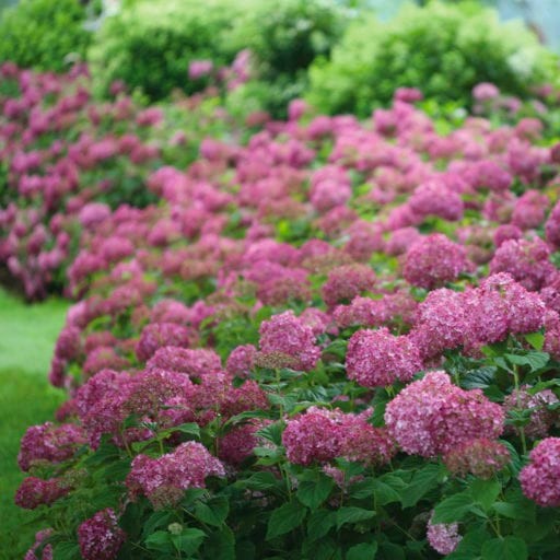 kompaktna hortenzija, ki v višino zraste do 75 cm. Cvetovi so očarljivega roza odtenka in cvetijo na močnih steblih. Cveti v poletnem času.