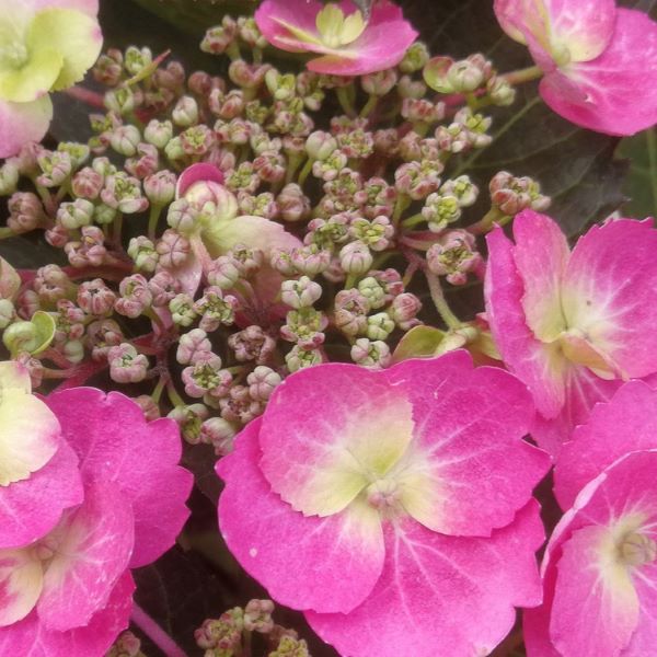 Čudovita kompaktna hortenzija s čudovitimi čipkastimi cvetovi v roza odtenkih s krem sredico. Dvojni cvetovi so zelo zanimivi. Barva  malo variira glede na Ph zemlje. Močno cveti.