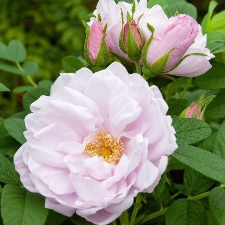 vrtnica rugosa, izredno odporna proti boleznim in škodljivcem