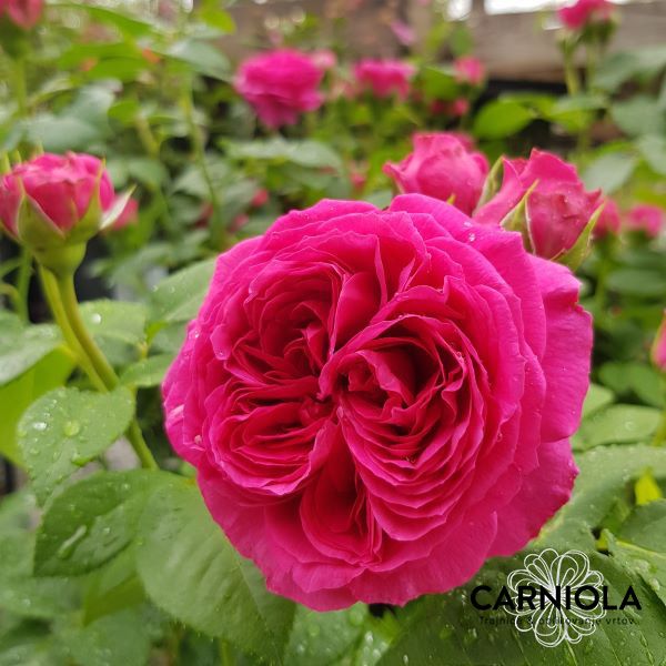 Orientalska dišava in razkošje, kot so zgodovinske damaščanske vrtnice, so očarljive značilnosti te sorte. Ima grmičast habitus in njeni čudoviti popolnoma podvojeni cvetovi se pojavljajo v izobilju.
