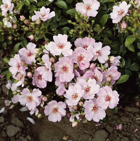 Majhna grmičasta vrtnica, ki neverjetno cveti in močno raste. Rožnati cvetovi krasijo celotno rastlino, z zelo privlačno igro barv med mladimi popki ter odcvetelimi in starejšimi cvetovi. Tudi cvetni listi, ki kasneje plapolajo proti tlom, so okrasni. Popolnoma samočistilna, dobro ponavljajoče cvetenje. Sweet Haze® ima izjemno zdrave liste in je primeren za sajenje kot pokrov tal.