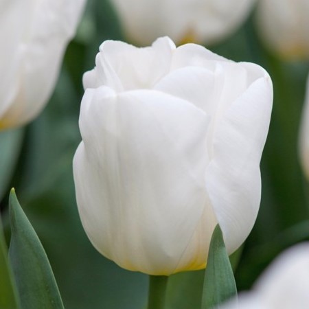 Bel tulipan za kombiniranje v cvetličnih loncih ali v cvetličnih gredah.