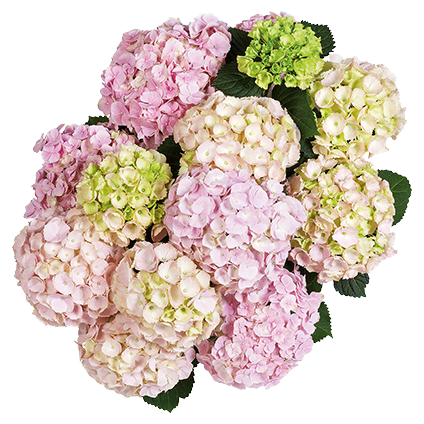 Hortenzija, ki navdušuje z obilnim in dolgotrajnim cvetenjem. Cveti na poganjkih tekočega in preteklega, kar ji daje zanesljivo cvetenje.