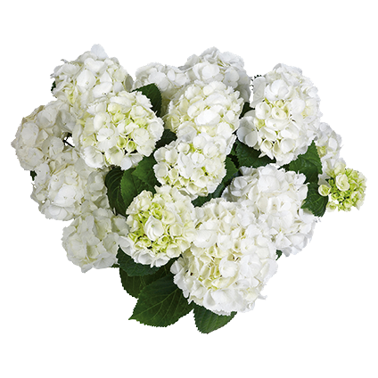 Hortenzija, ki navdušuje z obilnim in dolgotrajnim cvetenjem. Cveti na poganjkih tekočega in preteklega, kar ji daje zanesljivo cvetenje.