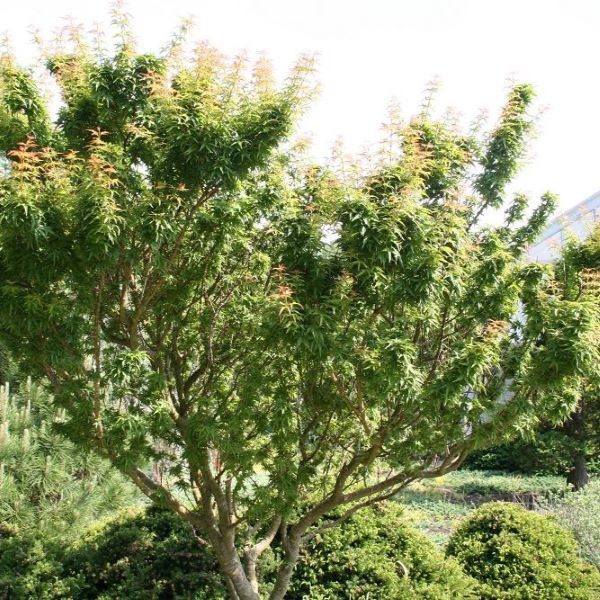 JAPONSKI JAVOR - je pritlikavo, pokončno drevo, ki raste zelo počasi. Pogosto ima večdebelno krošnjo. Listi so široko dlanasti, 7-9-krpi, z narezanim robom. Mladi listi so svetlo zeleni z rdečim nadihom, starejši pa temno modro-zeleni. Jeseni se obarvajo rumeno do oranžno. Cvetovi so vijolično-rdeči, plodovi pa temno rdeči krilati oreški. Drevo je nezahtevno in primerno tudi za mestno okolje. Uspeva na sončnih do delno senčnih legah, na različnih tleh, razen pretežkih in stalno vlažnih.