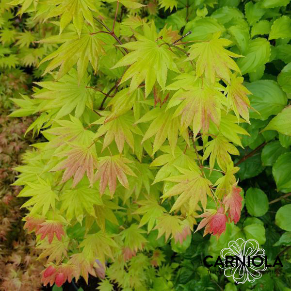 Japonski javor čudovitih barvnih odtenkov, mladi poganjki so rdeči, satrejši listi liemetino zeleni do rumenozeleni. Nizke rasti, lahko ga gojimo tudi v loncu.