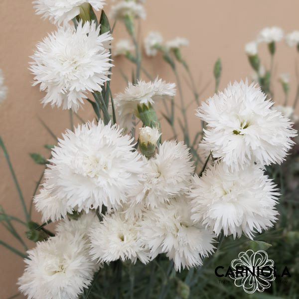 Izjemno dišeč nageljček s sivimi listi, ki tvori goste blazine in cveti v beli barvi.