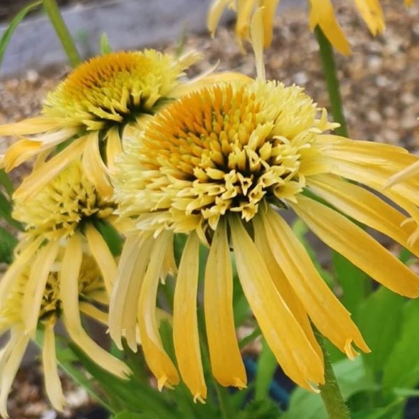 Ameriški slannik s polnjenim, dvojnim cvetom rumen oziroma rumenooranžne barve.