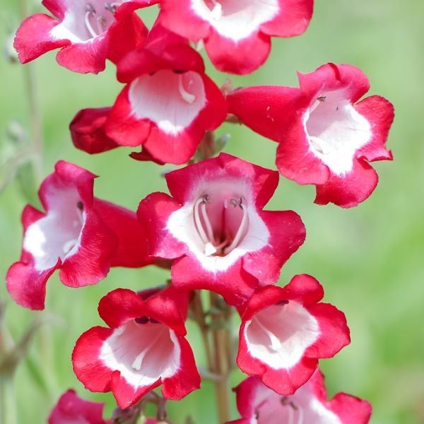 PENSTEMON - za penstemon veliki cvetovi v rdeči barvi in z belim središčem po obliki spominjajo na naprstec. Dolgo cvetoča trajnica za odcedna toplejša rastišča. Zraste približno 50 cm.