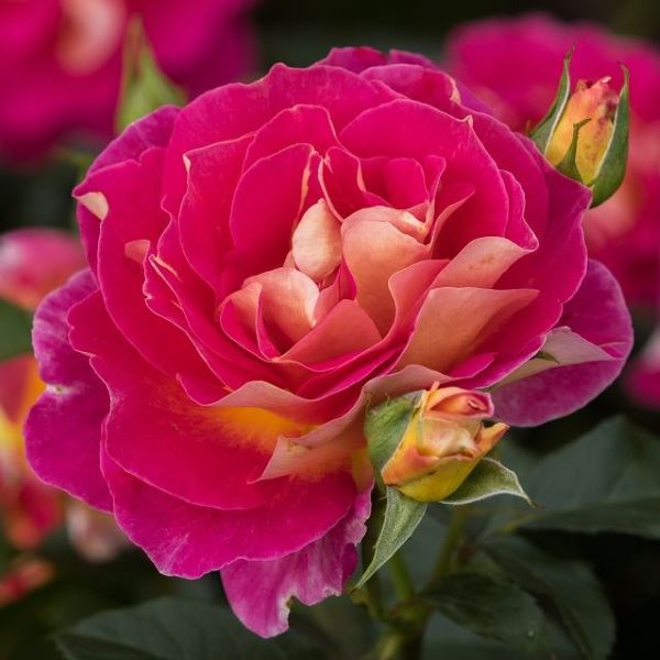 VRTNICA - posebna barvna igra intenzivnega temnejšega rožnatega odtenka in oranžne. Zraste 80-120 cm.